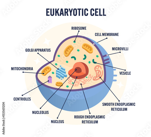 Detailed animal eukaryotic cell diagram vector with labeled organelles including nucleus, mitochondrion, ribosomes, Golgi apparatus, ER, for biology classroom, science teaching, education isolated 