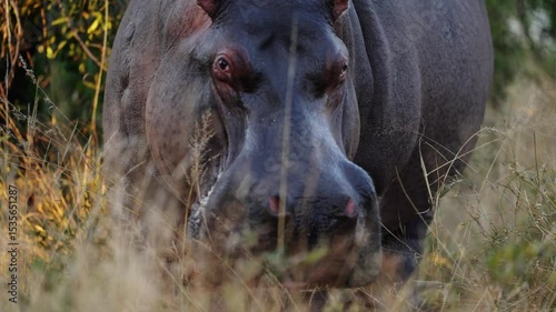 A hippo moves slowly through tall grass in search of fresh graze during an African Safari; sharp focus captures the textured hide and surrounding foliage, highlighting the animal’s quiet determination