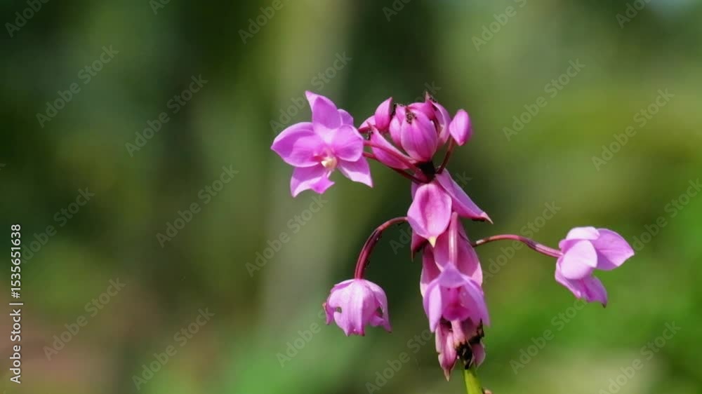 Close up of purple wild grass flower swaying in the gentle breeze. Calm and peaceful atmosphere for relaxation. Ecology and environment concept. Footage 4K 60Fps Close up of purple wild grass flower swaying in the gentle breeze. Calm and peaceful atmosphere for relaxation. Ecology and environment concept. Footage 4K 60Fps