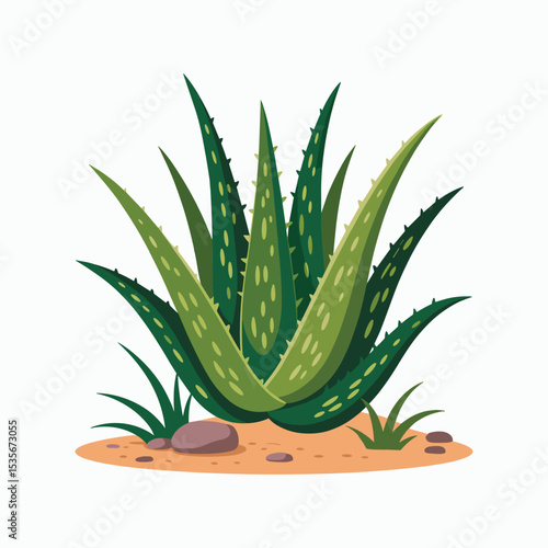 Aloe Vera Plant Illustration  Green Desert Medicinal Plant Vector.