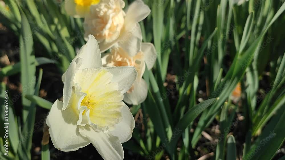 Blooming varietal flower narcissus variety Ice Follies. Flower daffodils with white petals in inflorescence with green stem leaves growing in ground on sunny spring morning. Selection breeding flowers Blooming varietal flower narcissus variety Ice Follies. Flower daffodils with white petals in inflorescence with green stem leaves growing in ground on sunny spring morning. Selection breeding flowers