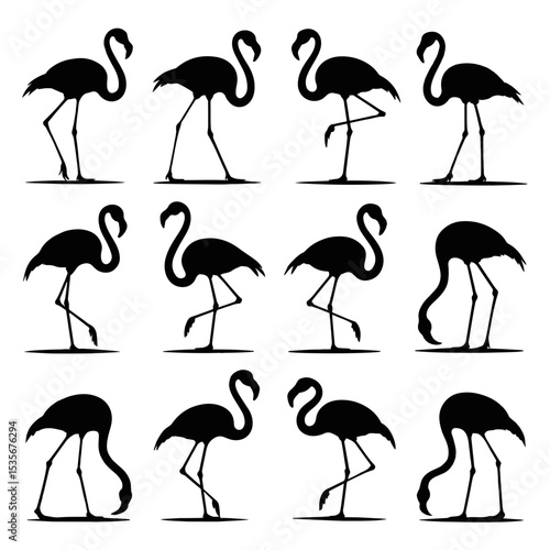 Silhouette flamingo birds in various positions set