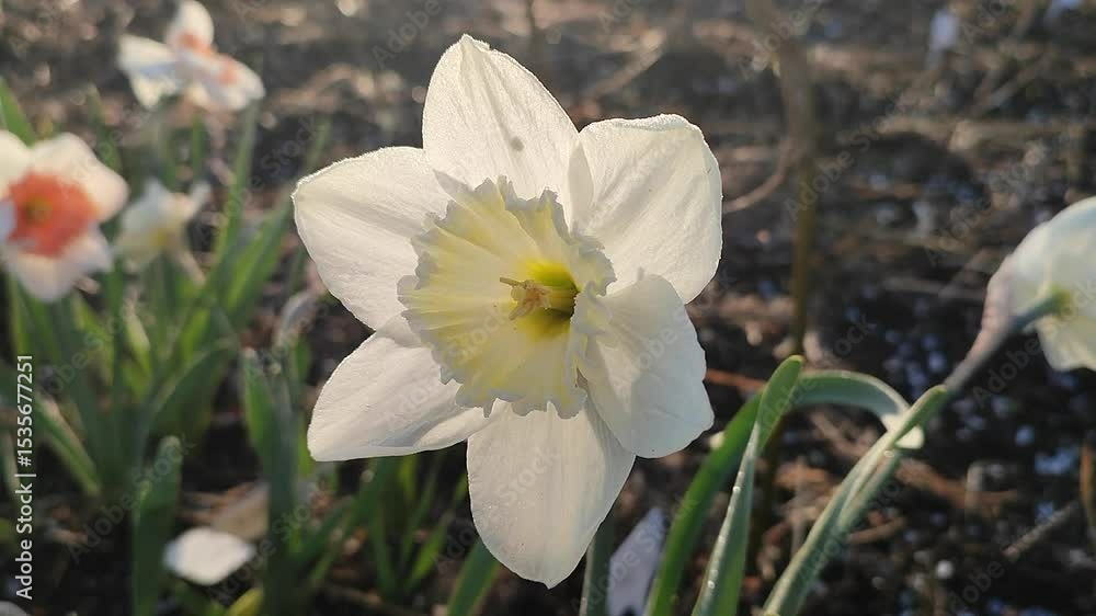 Blooming varietal flower narcissus variety Ice Follies. Flower daffodils with white petals in inflorescence with green stem leaves growing in ground on sunny spring morning. Selection breeding flowers Blooming varietal flower narcissus variety Ice Follies. Flower daffodils with white petals in inflorescence with green stem leaves growing in ground on sunny spring morning. Selection breeding flowers