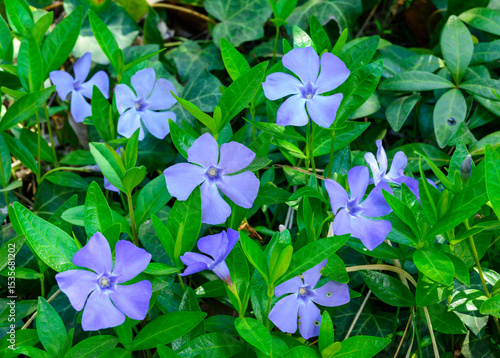 Vinca minor, blue flowers of groundcover perennial ornamental plant in garden