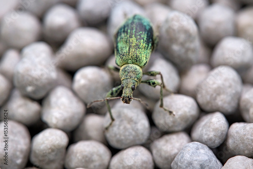 Nessel-Blattrüssler oder Brennnessel-Grünrüssler ( Phyllobius pomaceus ).