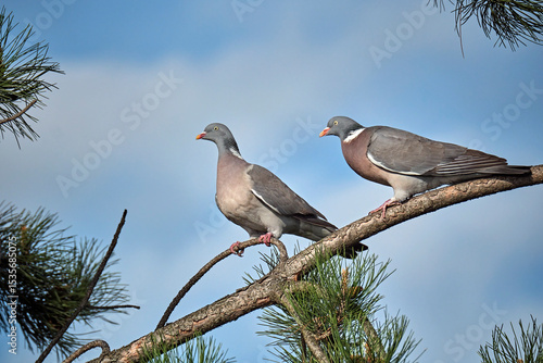 Ringeltauben ( Columba palumbus ).