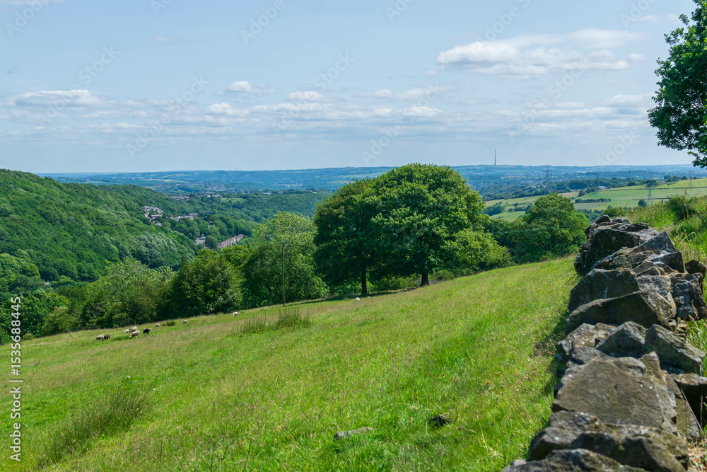 Obraz premium landscape with green grass and trees