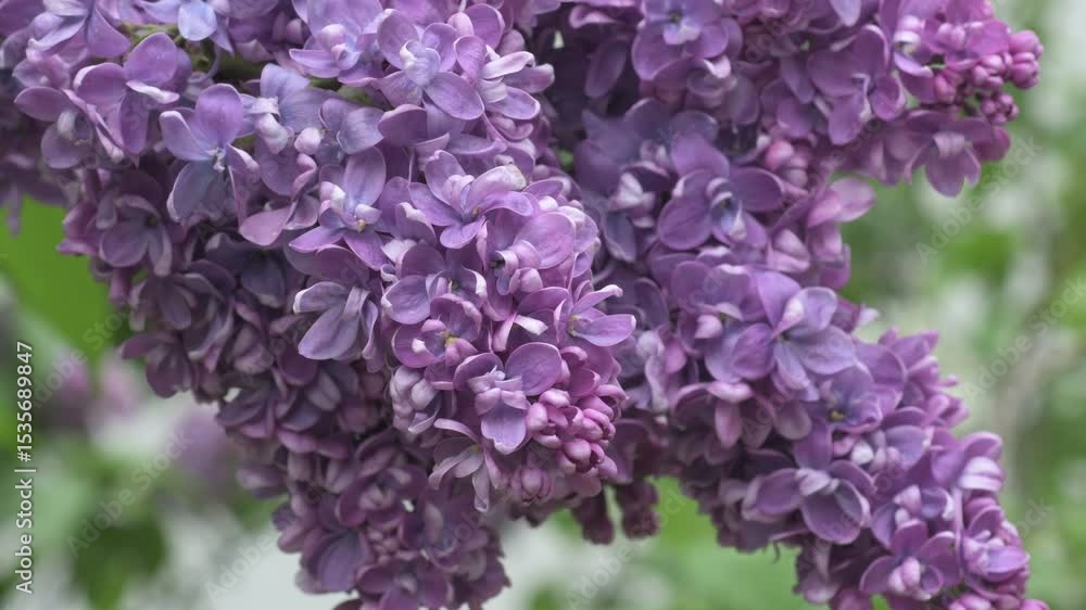 beautiful terry soft deep violet lilac flowers blooming in garden. macro. spring beautiful terry soft deep violet lilac flowers blooming in garden. macro. spring