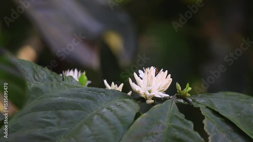 Blooming Coffea arabica flowers that appear once a year in July–August, showcasing fresh white blossoms and seasonal fragrance in a natural plantation setting.