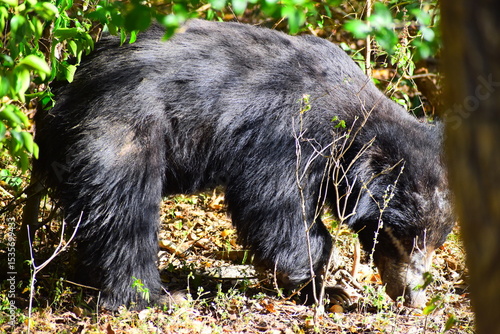 Photography Sri Lankan Sloth Bear in Wild