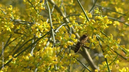 Bee Pollinating Yellow Retama Flower in Super Slow Motion Macro