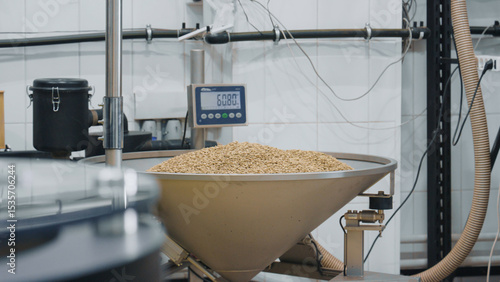 Obraz na plátně Weighing malt grains during beer brewing process