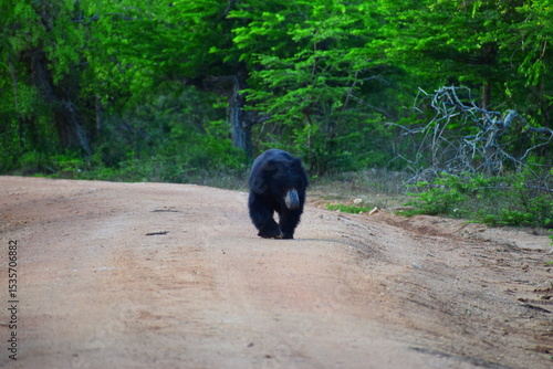 Photography Sri Lankan Sloth Bear in Wild