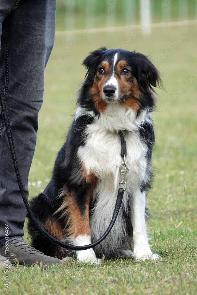 An Australian Shepherd with a black, white, and tan coat sits on a grassy area. The dog is on a leash. The dog's attentive eyes and calm posture shows it is well-trained and alert. An Australian Shepherd with a black, white, and tan coat sits on a grassy area. The dog is on a leash. The dog's attentive eyes and calm posture shows it is well-trained and alert.