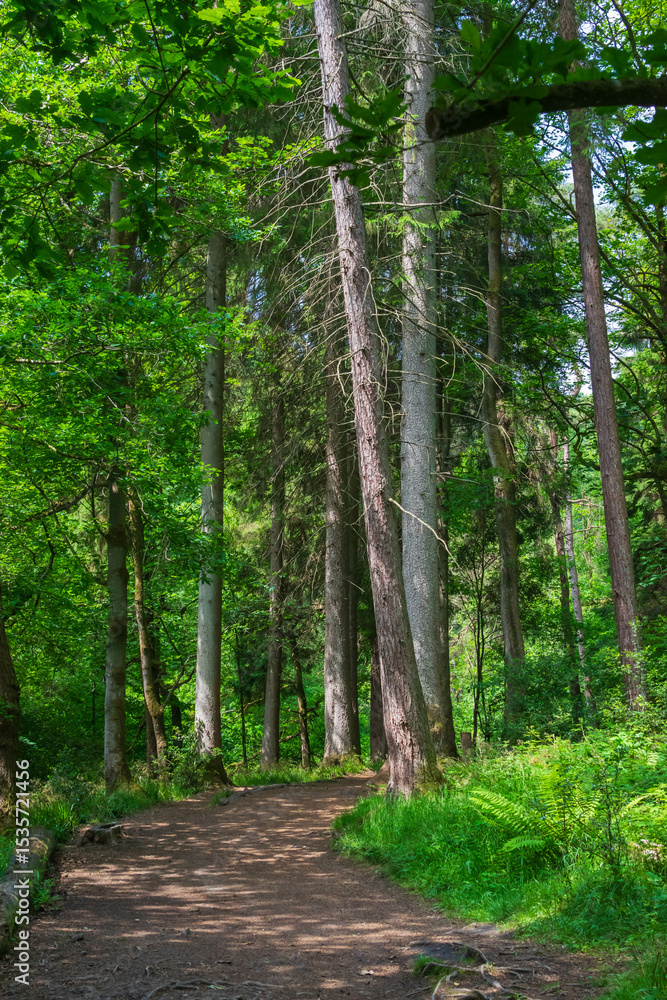 Obraz premium path in the forest