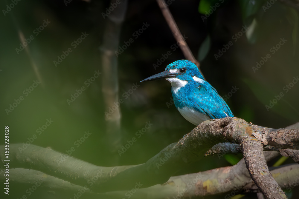 Small blue kingfisher really likes to perch in river Small blue kingfisher really likes to perch in river