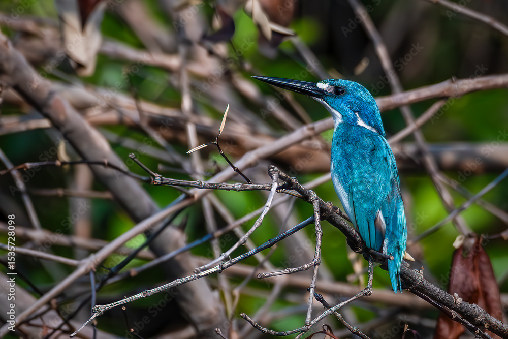 Fototapeta premium Small blue kingfisher really likes to perch in river