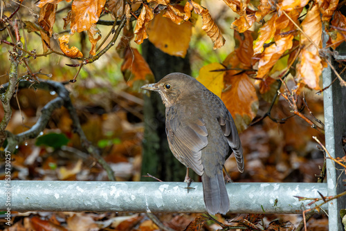Photography Female Blackbird (Turdus merula) in Dublin, commonly found across Europe in gard