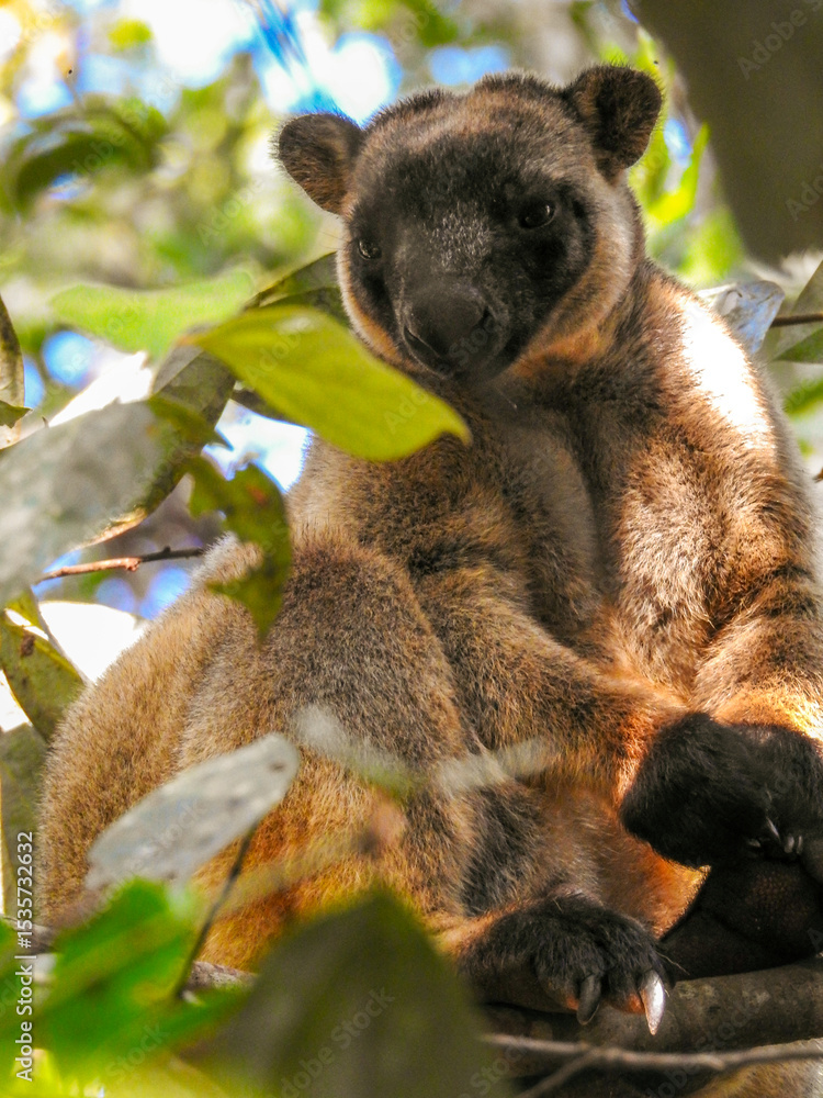 Obraz premium Lumholtz's Tree Kangaroo Looking Down
