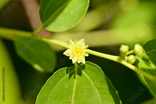 Photos Close-up of Ziziphus jujuba flower on jujube tree, Rhamnaceae family