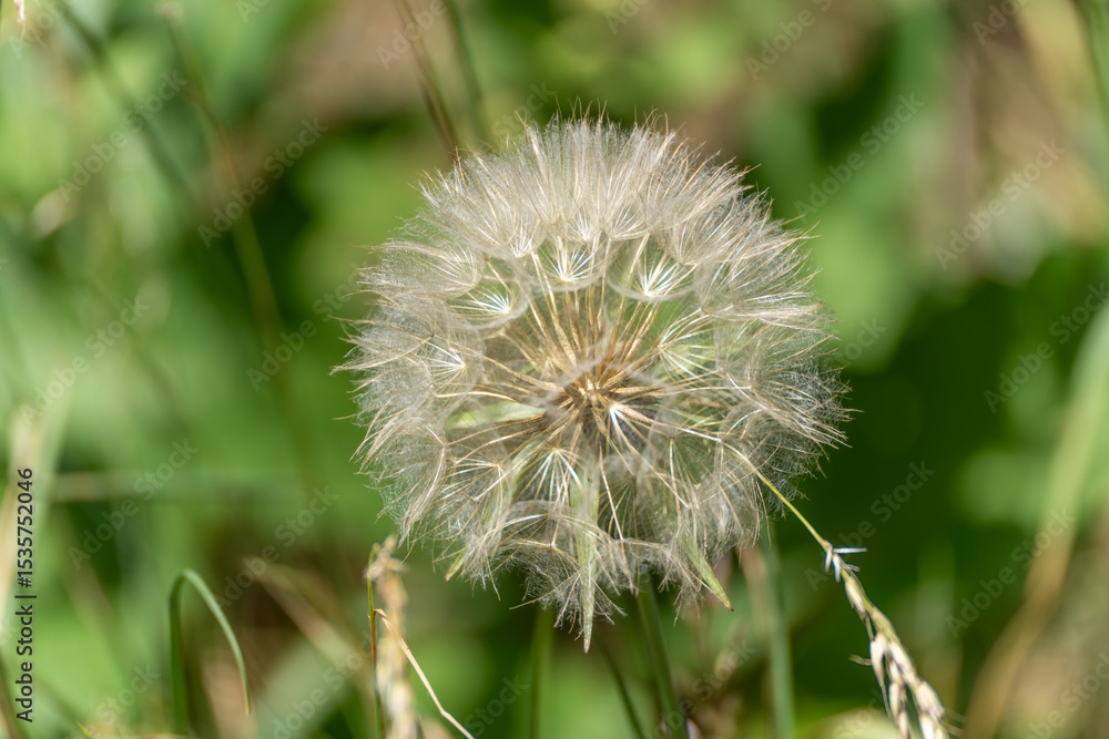 Fototapeta premium Detailed shot of a dandelion seed head in sunlight. The delicate seeds stand against a soft, green background.