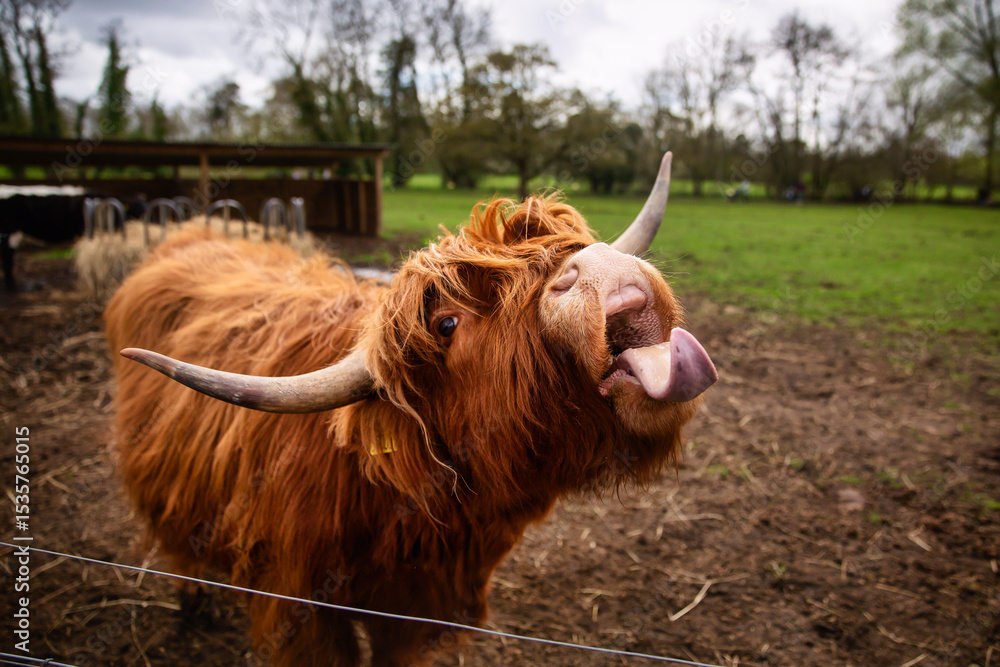 Naklejka premium Silly Highland Cow