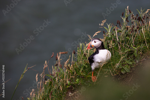 Perched Puffin