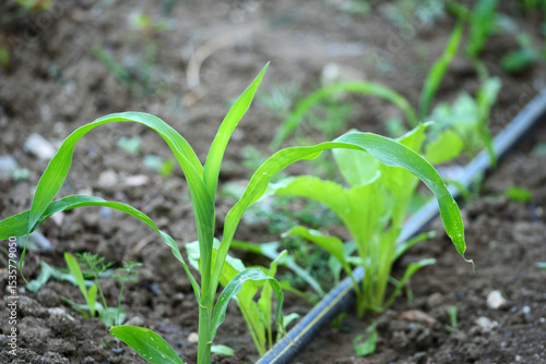 small corn plant in the garden, close-up of corn plant in the garden,