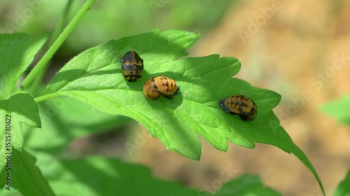 A vibrant group of beetles on a leaf in their habitat, highlighting biodiversity