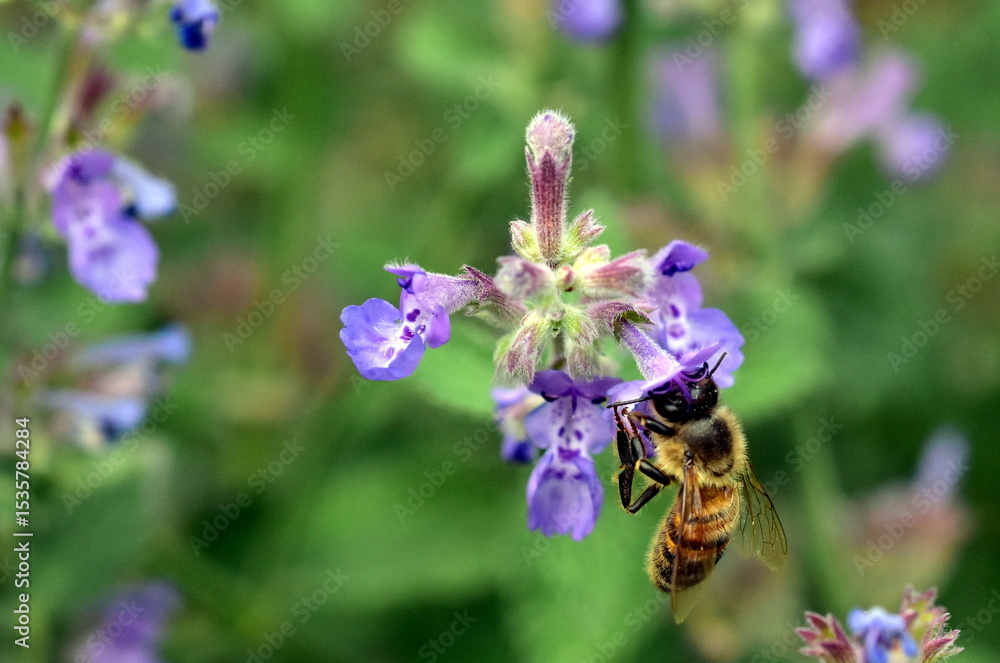 Fototapeta premium Biene an einer Salbeiblüte