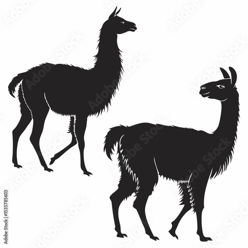 Two Llamas Silhouettes Black and White Vector Illustration