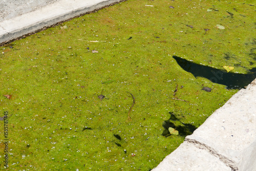 Green algae covering pools and troughs,