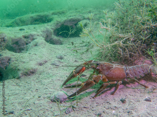 Lone Crayfish Roaming a Murky Freshwater Floor