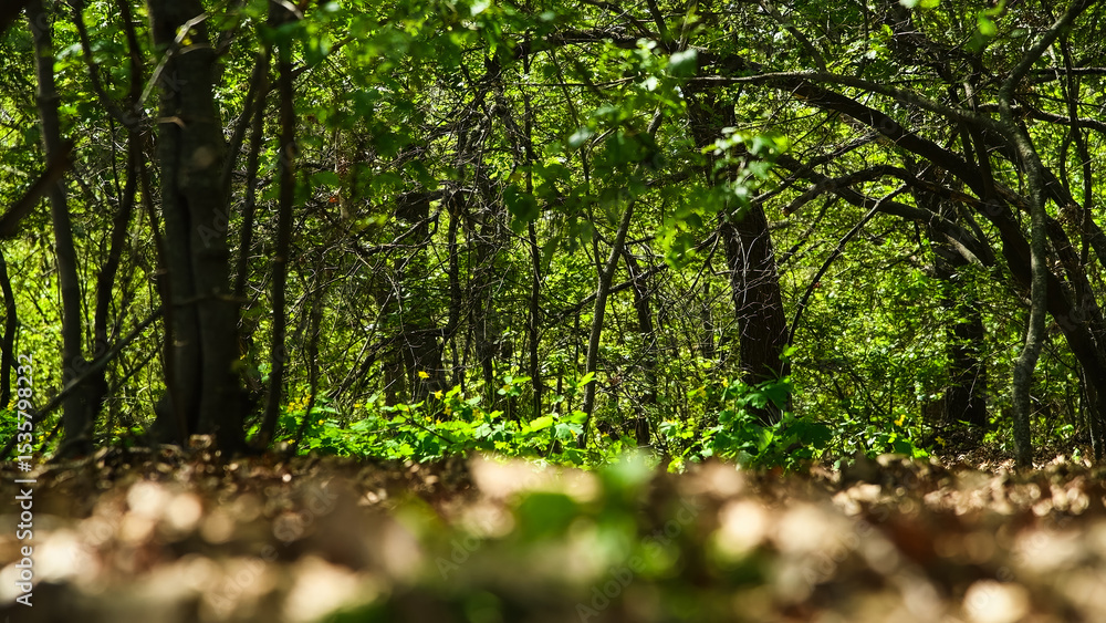 Fototapeta premium Bright colors of the spring forest
