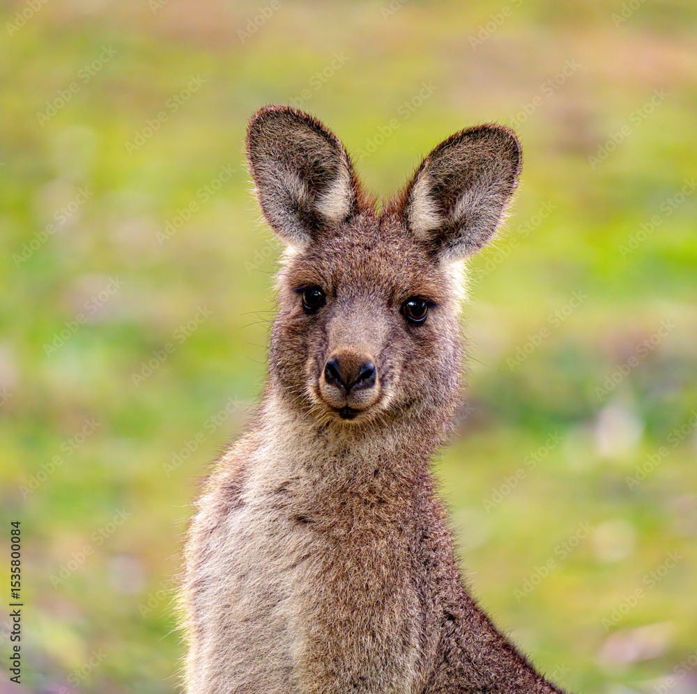 Fototapeta premium Kangaroo looking at camera