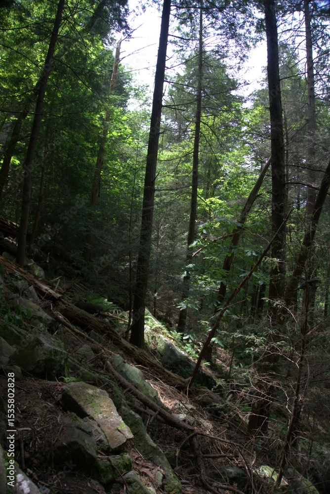 Obraz premium trail in the forest