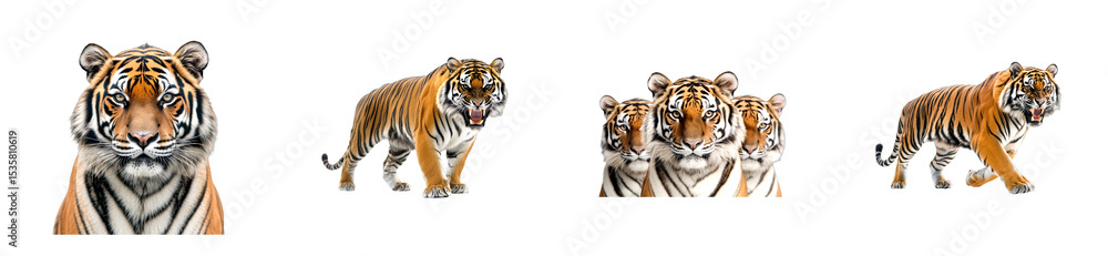 Obraz premium Dynamic tiger family display jungle habitat wildlife vibrant environment animal behavior cut out set