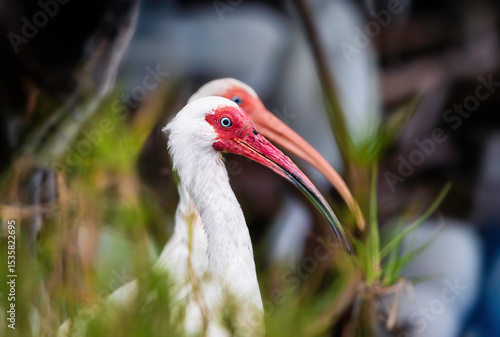 A closeup shot of an American white ibis on the blurry background