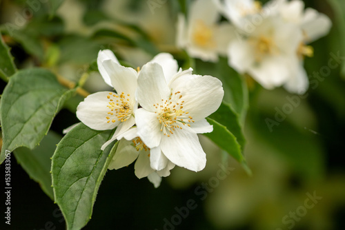 Close-up of a sweet mock-orange