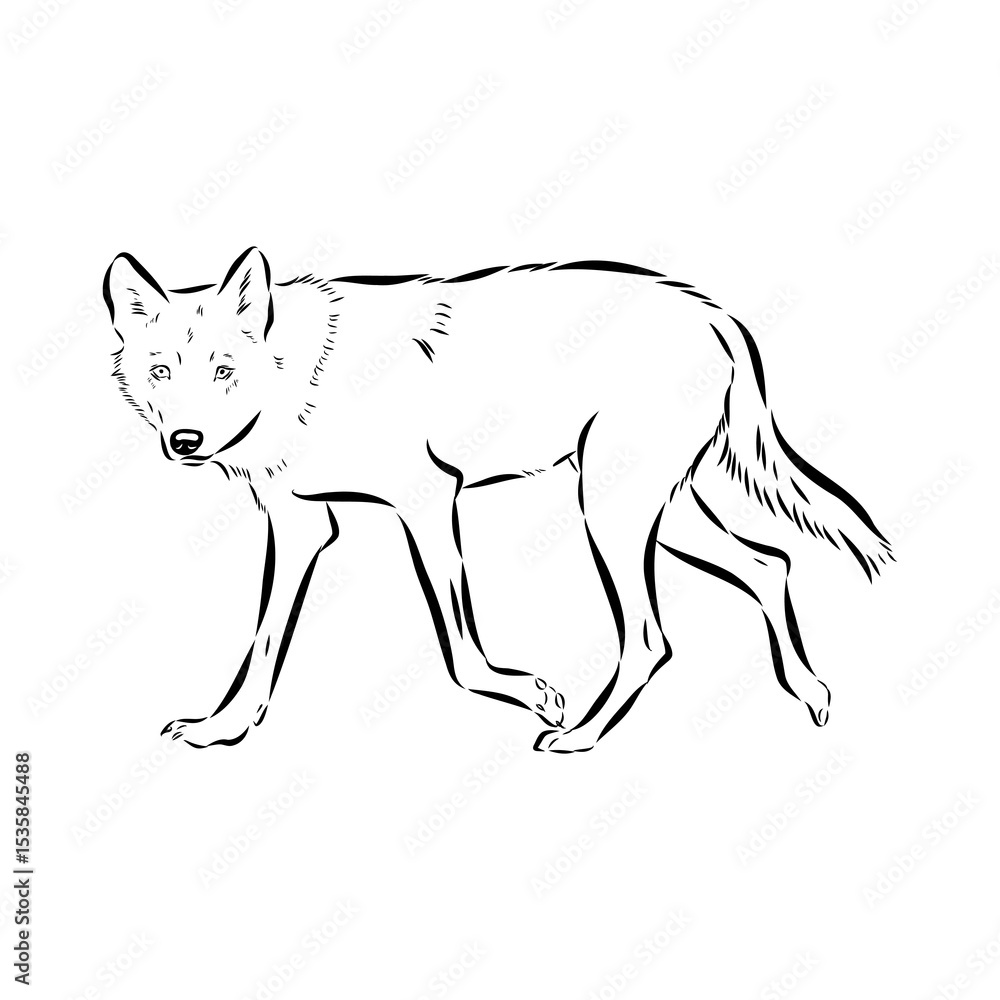 Fototapeta premium wolf vector sketch