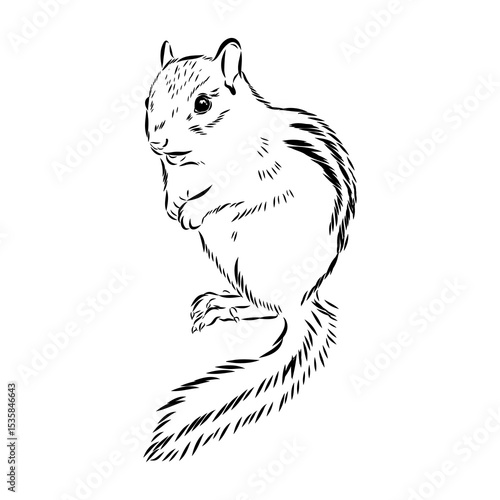 chipmunk, vector sketch