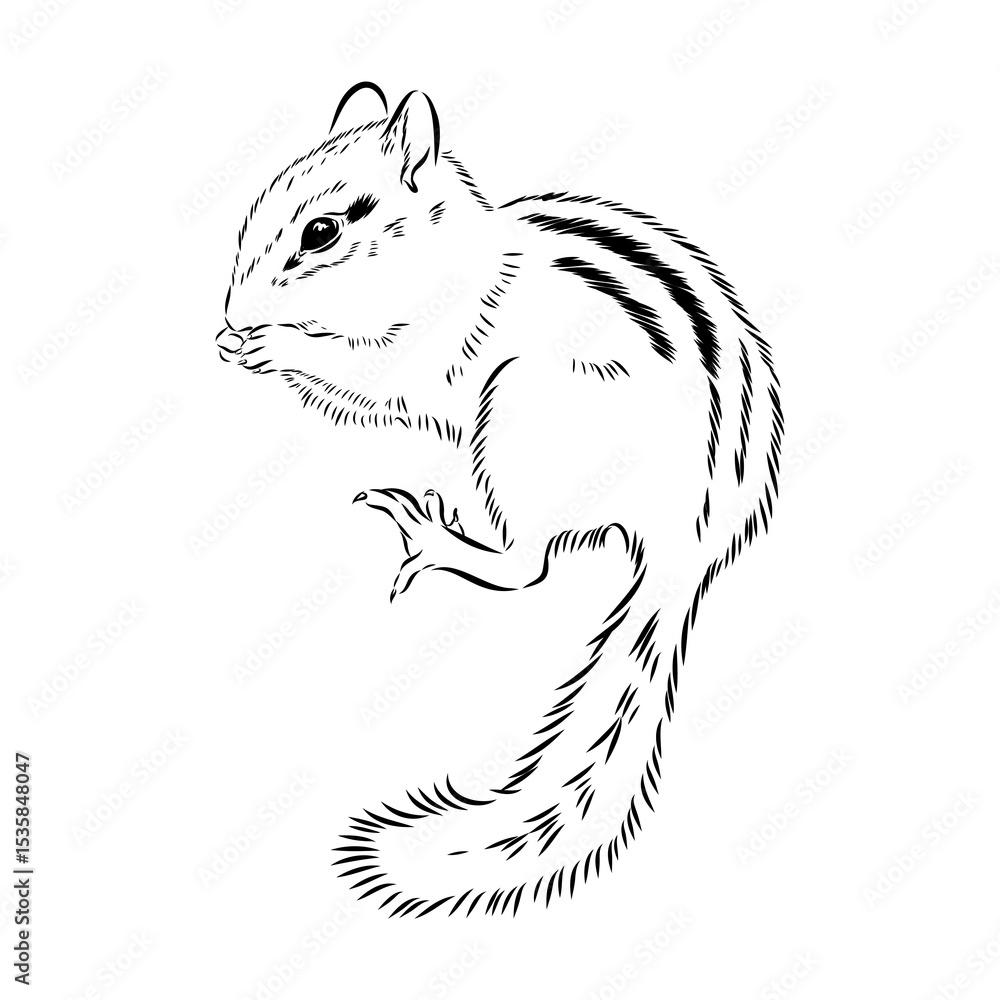 Fototapeta premium chipmunk, vector sketch
