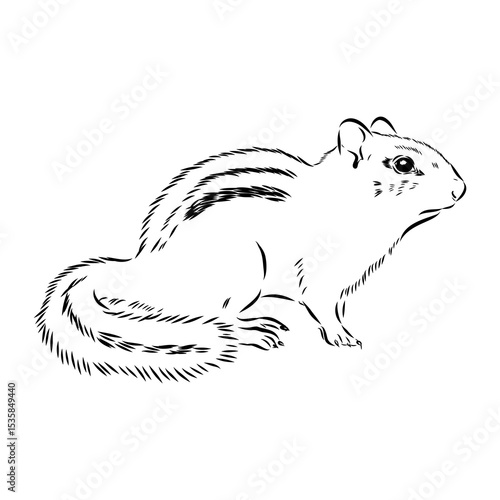 chipmunk, vector sketch