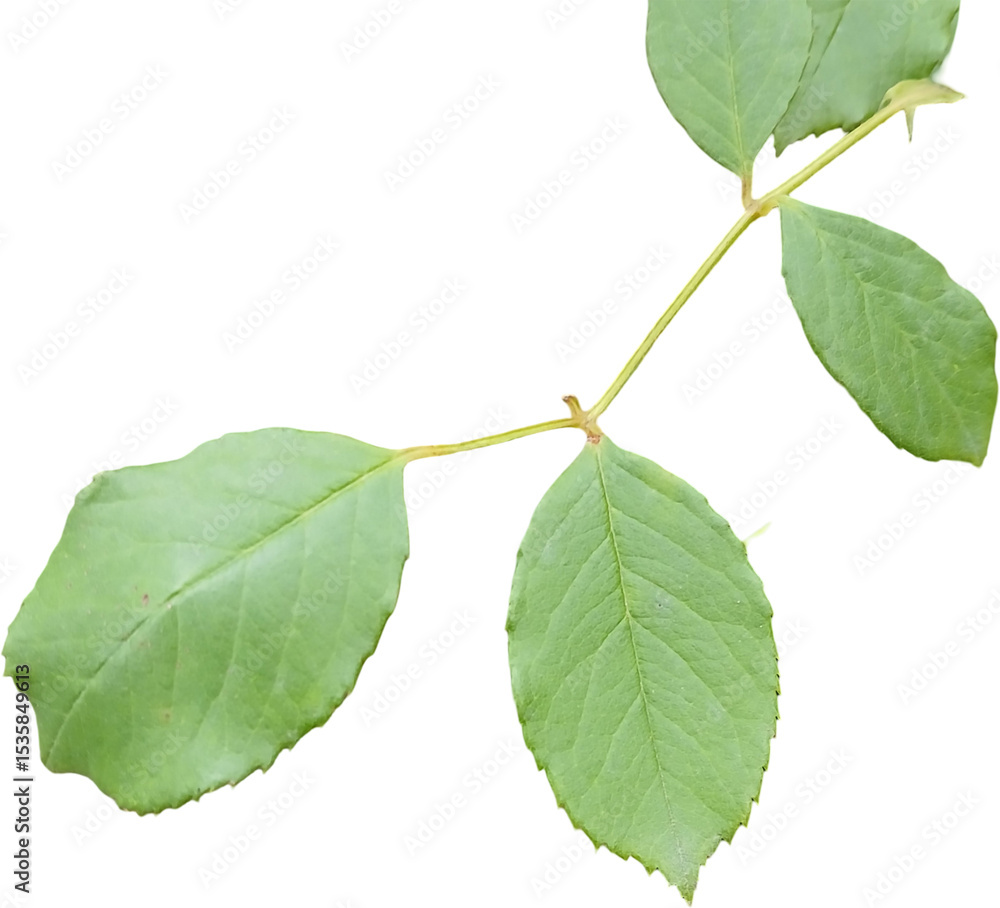 Fototapeta premium Green leaves isolated on white background