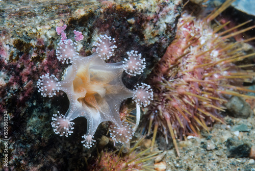 Goblet stalked jellyfish underwater in the St. Lawrence marine estuary.