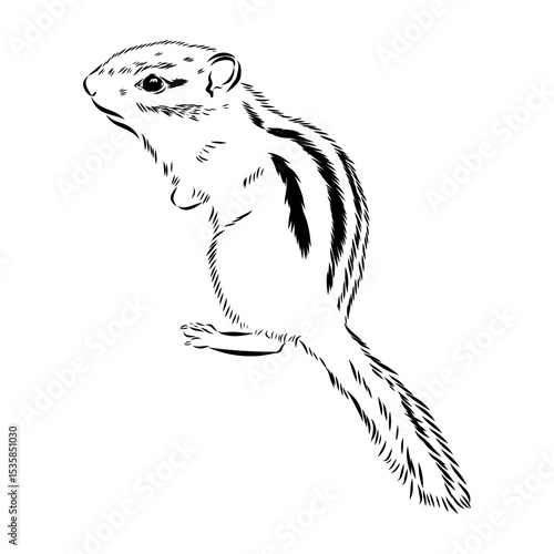 chipmunk, vector sketch