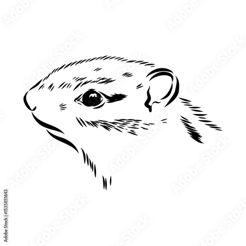 chipmunk, vector sketch