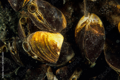 Quagga mussels are an invasive species that has been accidentally introduced to numerous areas including the St. Lawrence River.