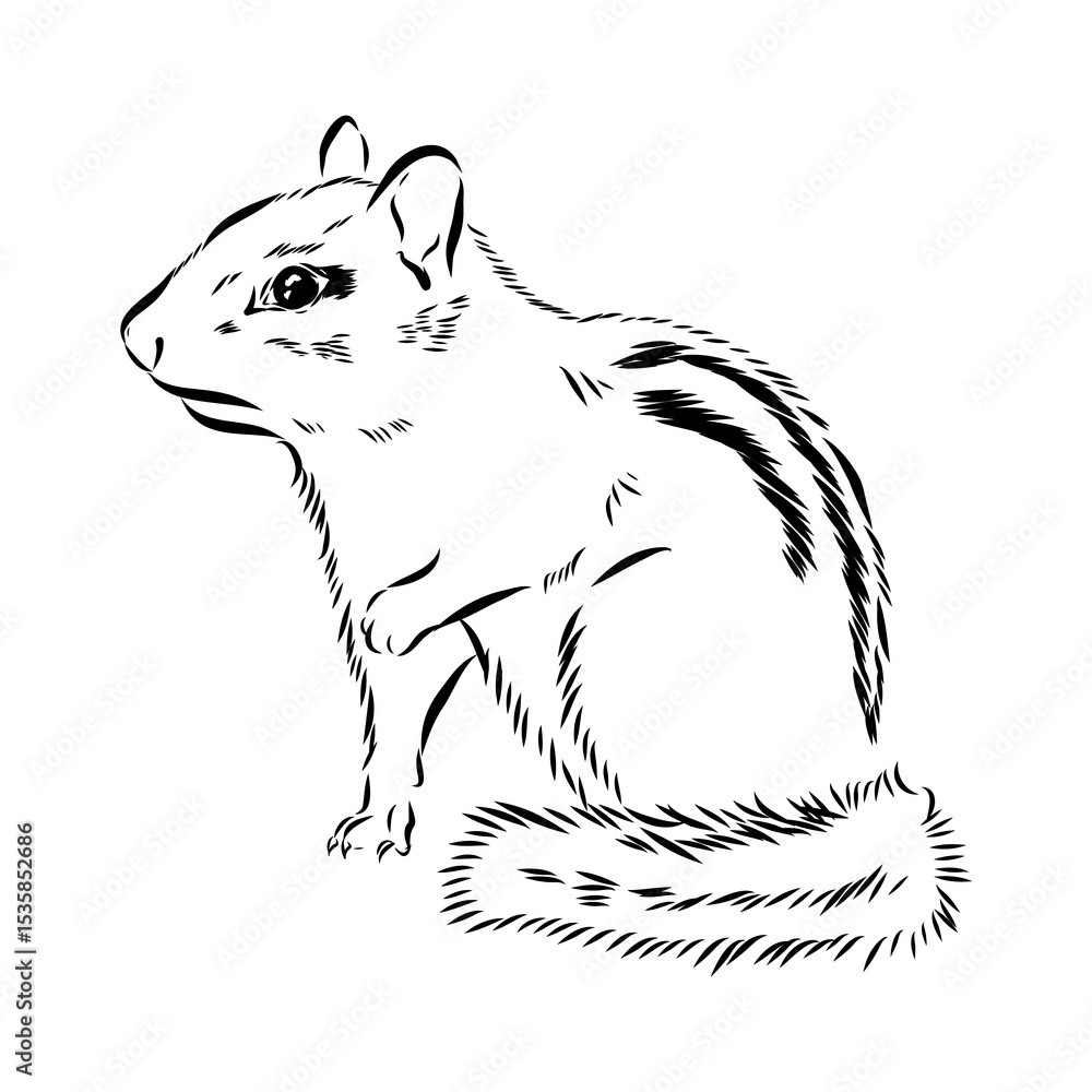 Fototapeta premium chipmunk, vector sketch