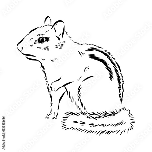 chipmunk, vector sketch